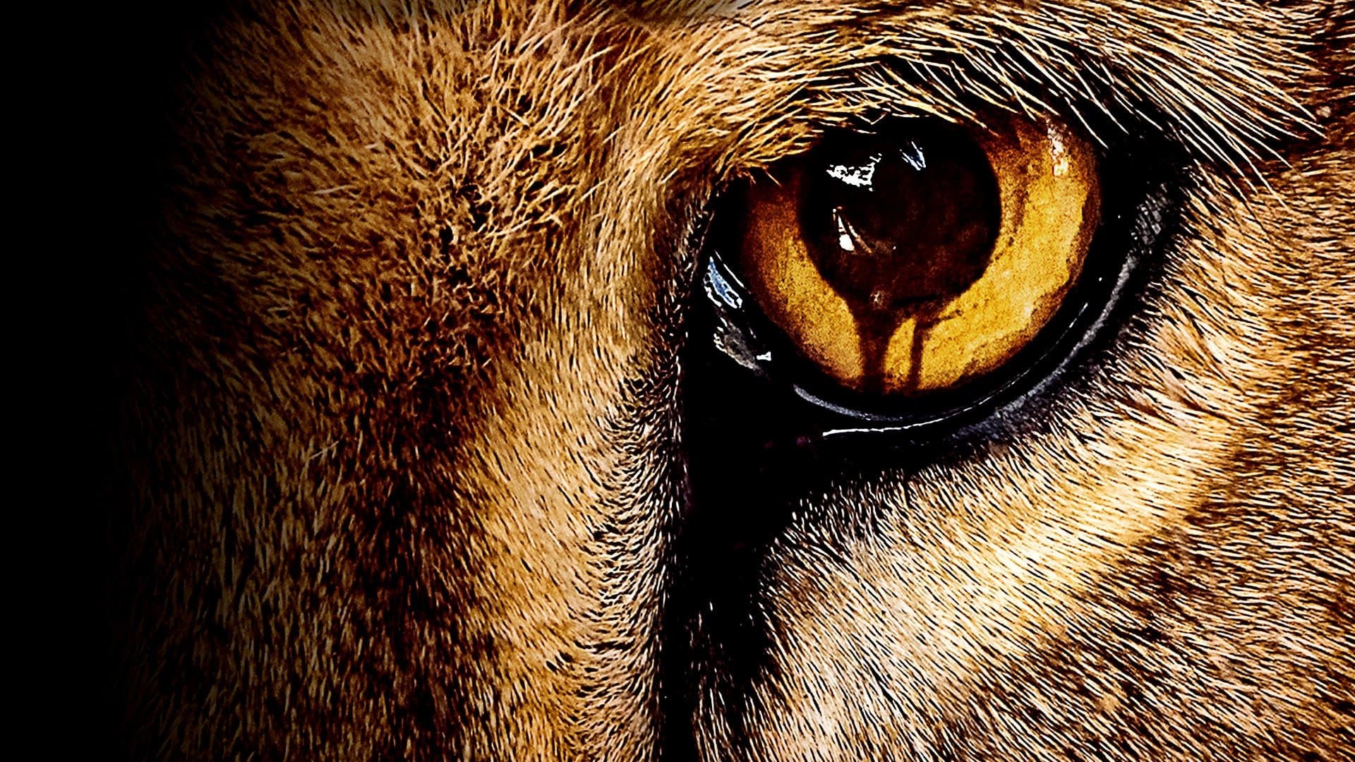 Zoo Pelisflix